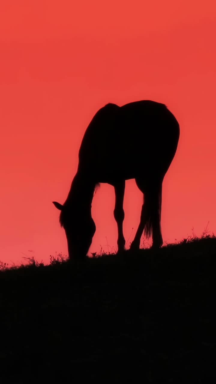 日落时垂直放牧的马视频下载