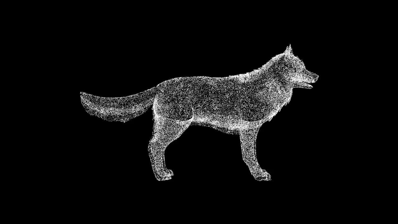 3D狼在黑色背景上旋转。野生动物概念。森林的捕食者。商业广告背景。用于标题，文本，演示。3d动画60 FPS。视频下载