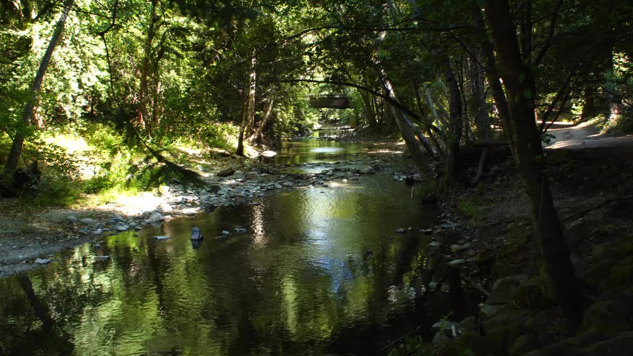 松树环绕的平静的小溪视频下载