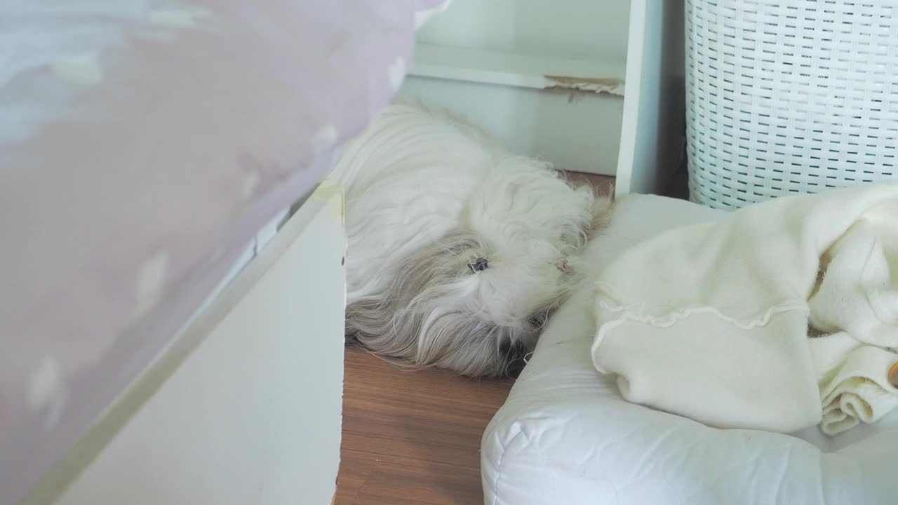 一只毛茸茸的、昏昏欲睡的西施狗正在家里的地板上休息。视频素材