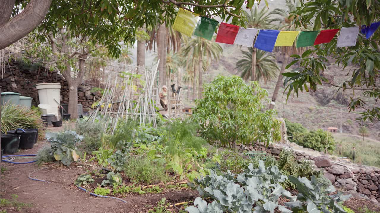一位60多岁的妇女走进她的有机花园，开始园艺。视频素材