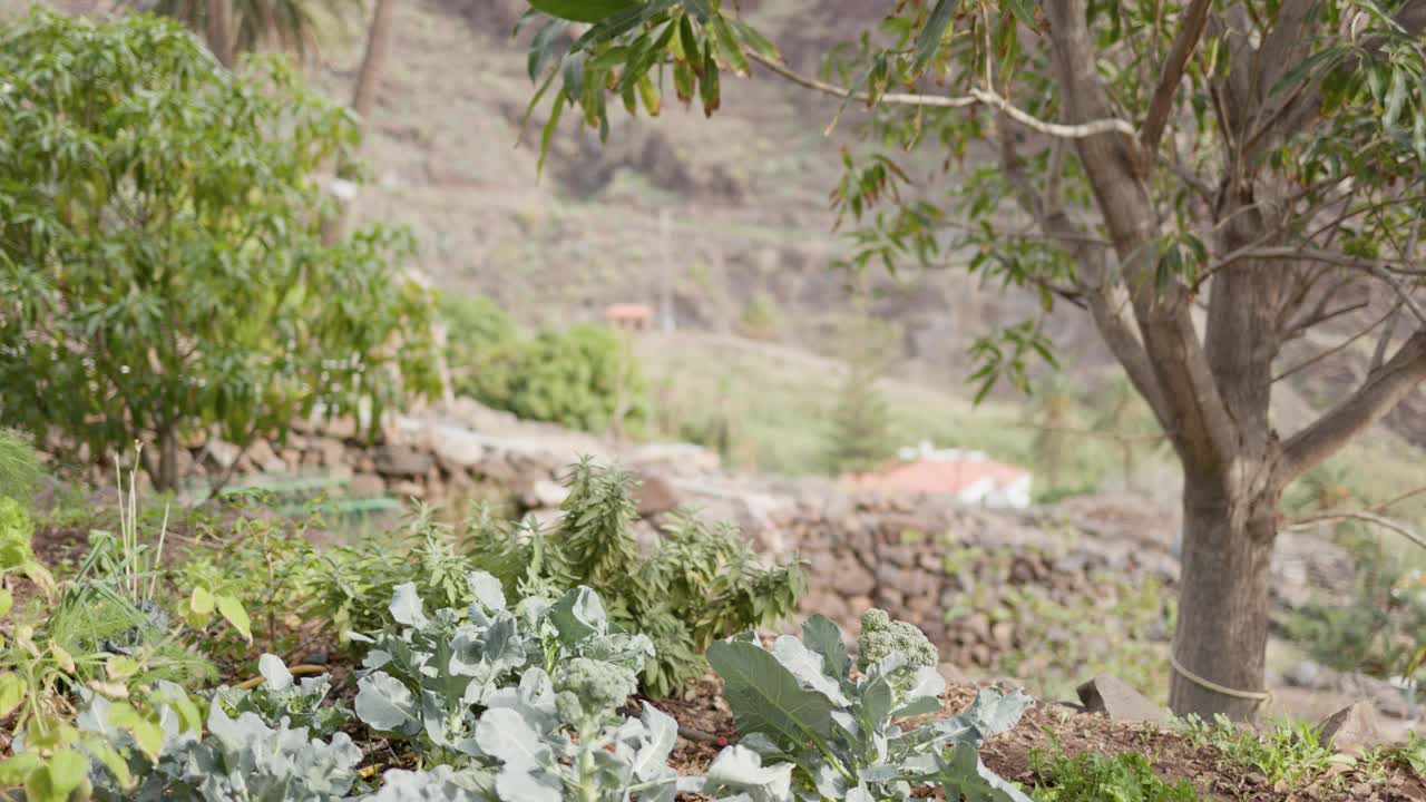 60多岁的妇女在她的有机花园工作，用喷雾瓶中的生物防治剂照料西兰花。视频下载