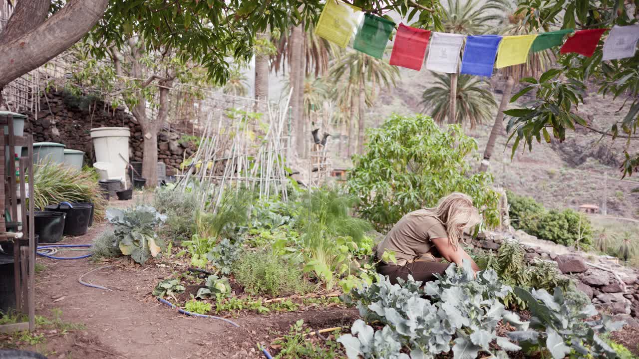 一位60多岁的老妇人在她的有机花园里种植各种植物。视频下载