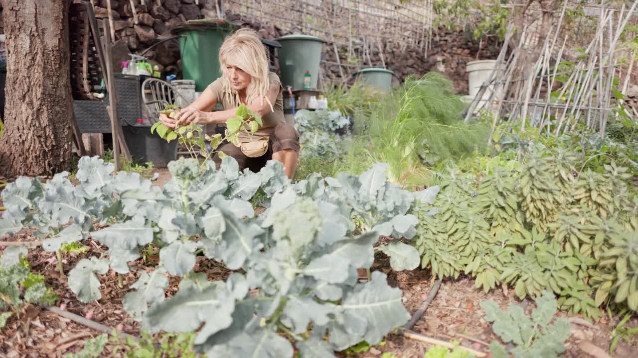 60多岁的妇女在她的有机花园里工作，一边照顾一株physalis植物，一边和它说话。视频下载