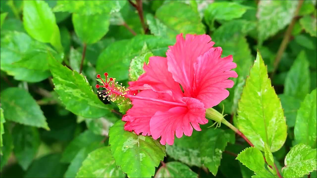 一个华丽的热粉红色芙蓉花在阳光下盛开的镜头视频下载