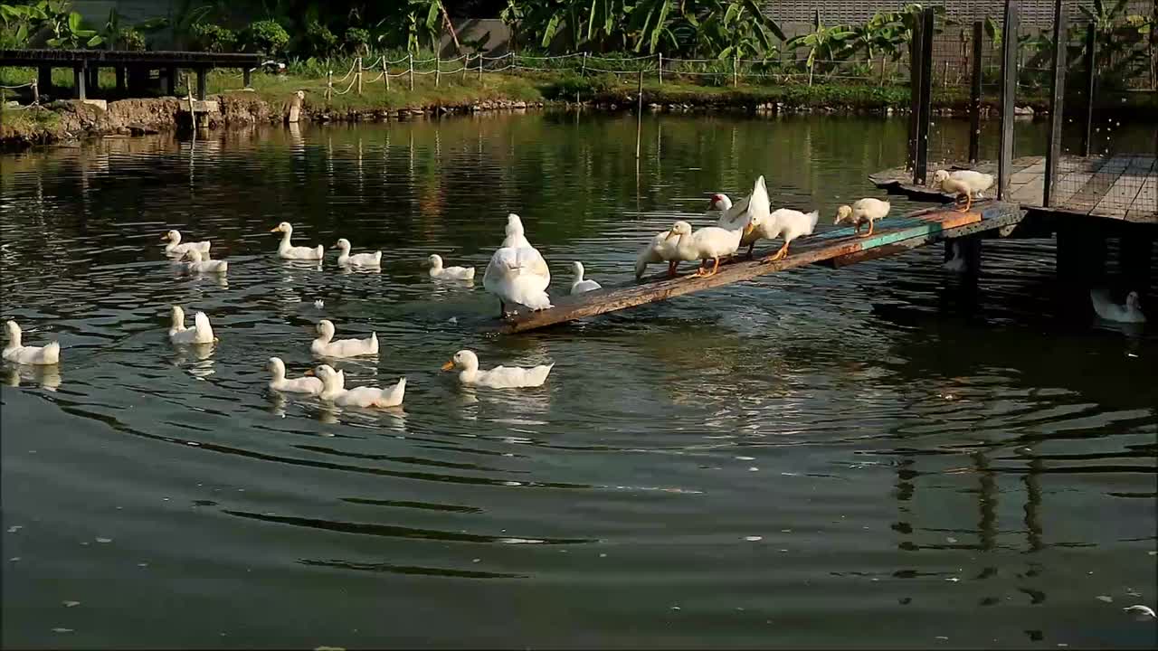 一只白番鸭和一群走进池塘的小鸭子一起梳理羽毛的镜头视频下载