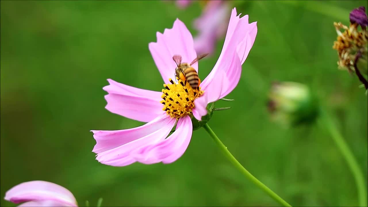 一个小蜜蜂的特写享受收集花蜜在一个盛开的粉红色宇宙视频下载