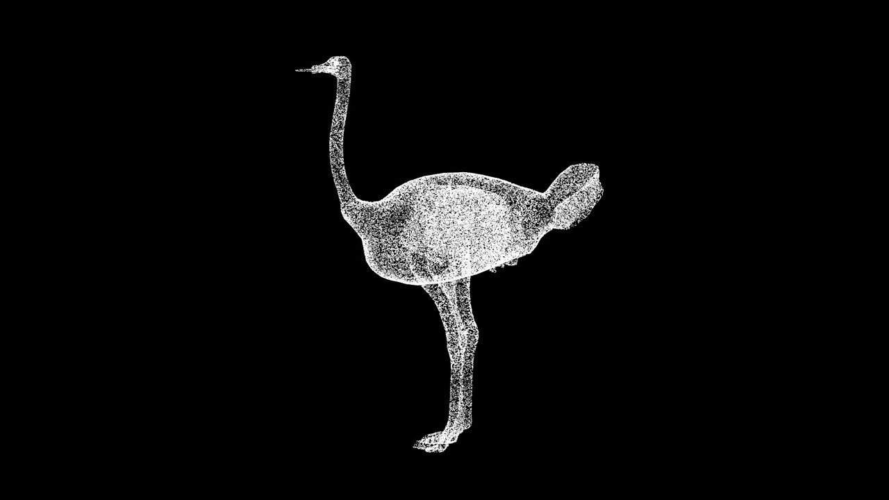 3D鸵鸟在黑色背景上旋转。野生动物概念。马戏团和动物园。商业广告背景。用于标题，文本，演示。3d动画60 FPS。视频下载