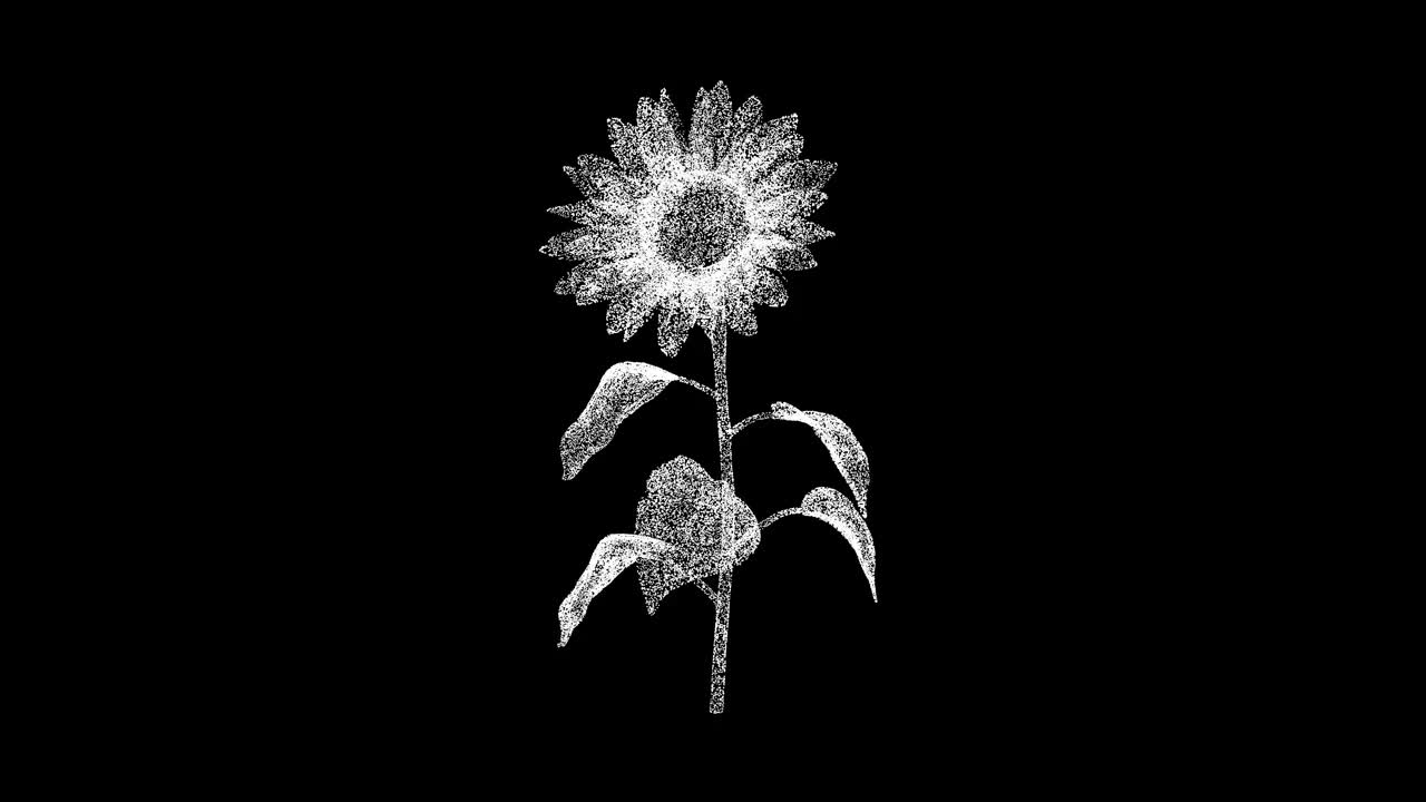 3D向日葵在黑色背景上旋转。农业的概念。种葵花籽。商业广告背景。用于标题，文本，演示。3d动画60 FPS。视频下载