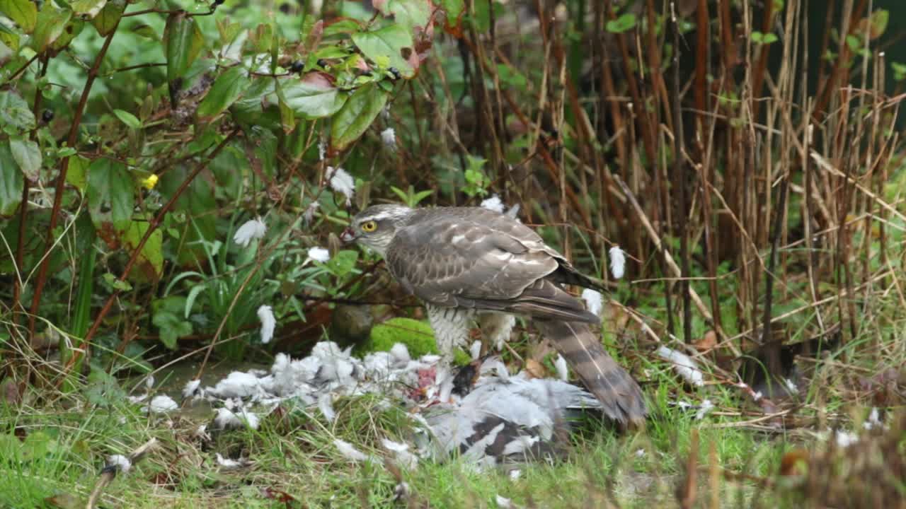 一只雀鹰，啄食它刚刚捕获的野鸽。视频下载