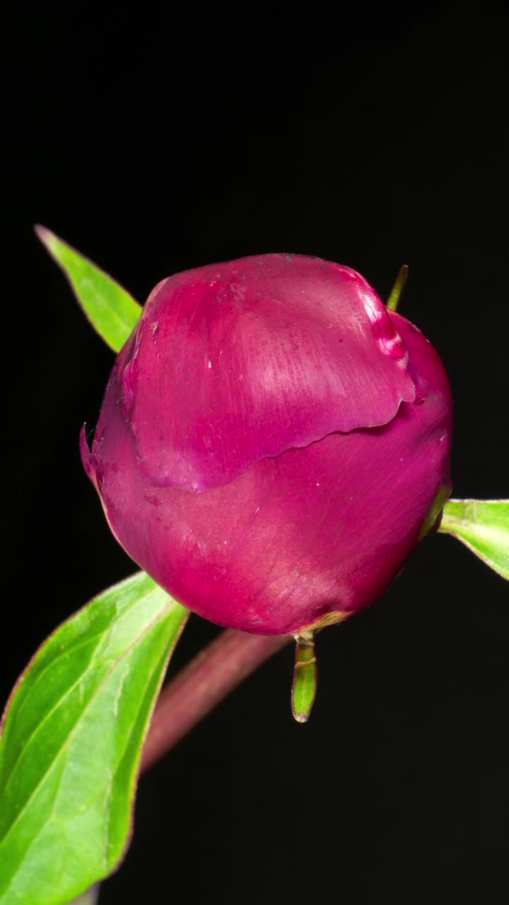 红色牡丹开放花在黑色背景上的时间推移。结婚的概念。粉红色的花，黄色的雄蕊视频下载