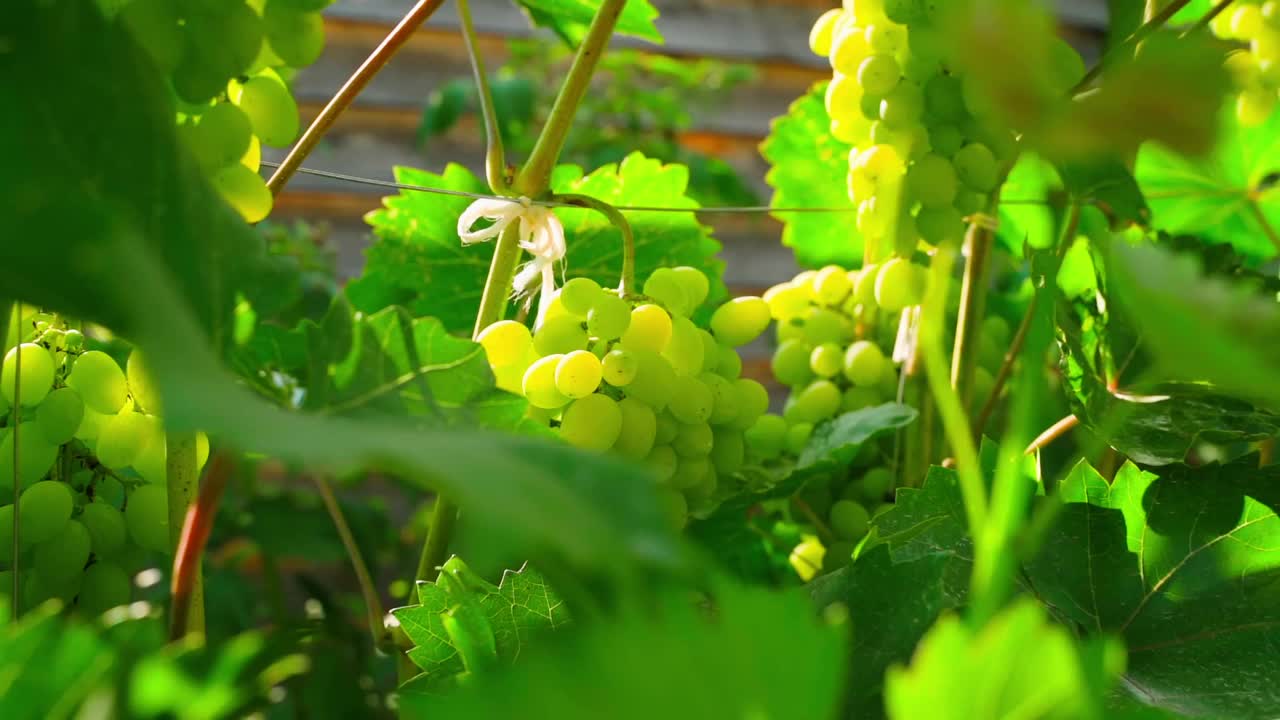 傍晚在葡萄园里种绿葡萄(特写)视频素材