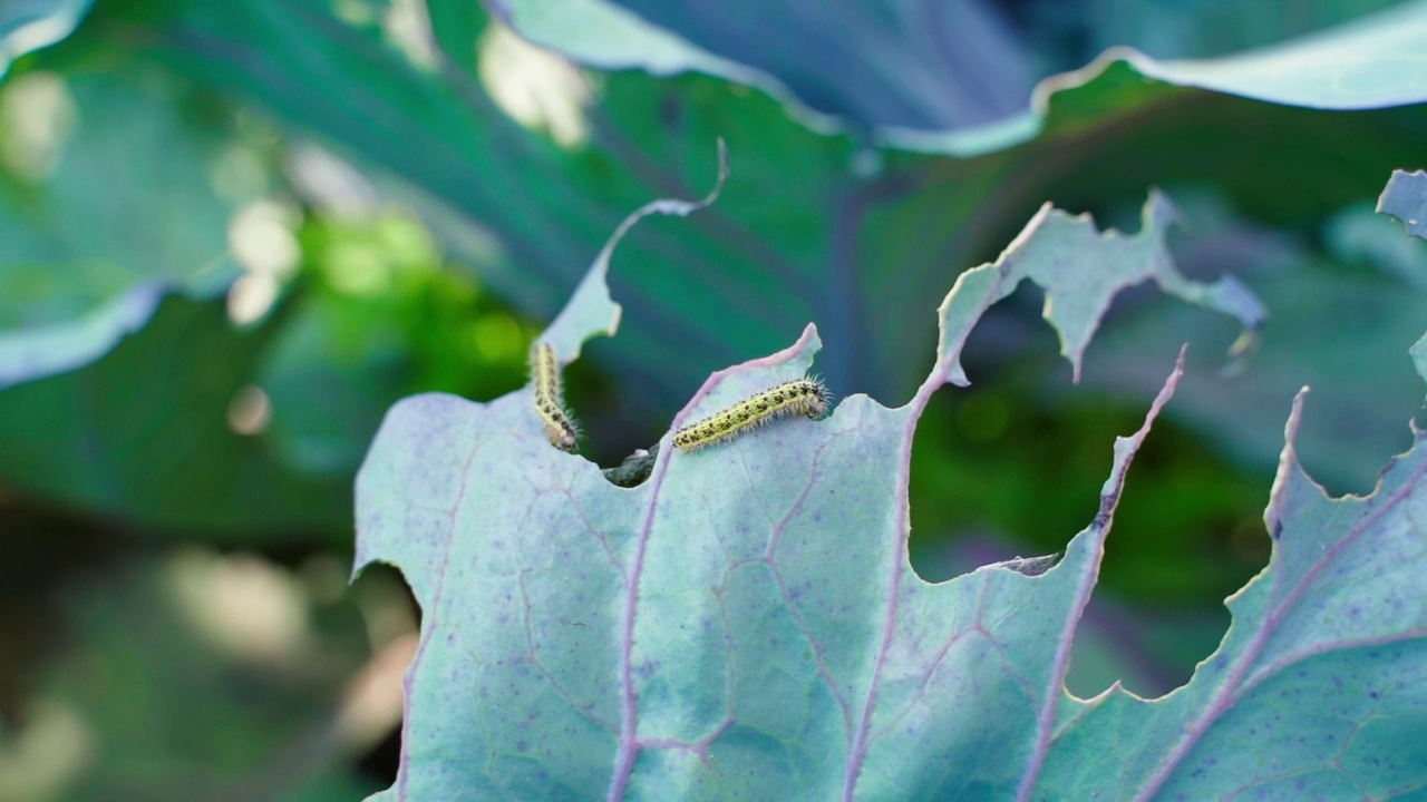 明黄色的毛毛虫在花园里吃红卷心菜的叶子，特写视频素材