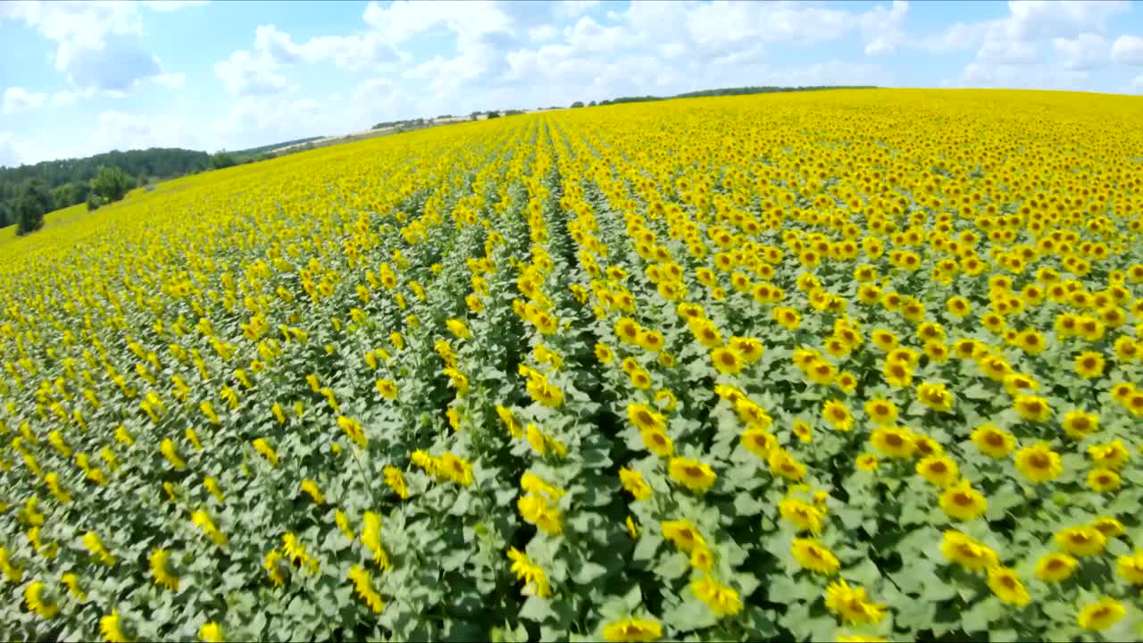 无人机在向日葵盛开的草地上飞行。航拍的农田与黄色的农业植物在晴朗的夏日。风景优美的乡村景观。美丽的自然风光。农业的概念视频素材