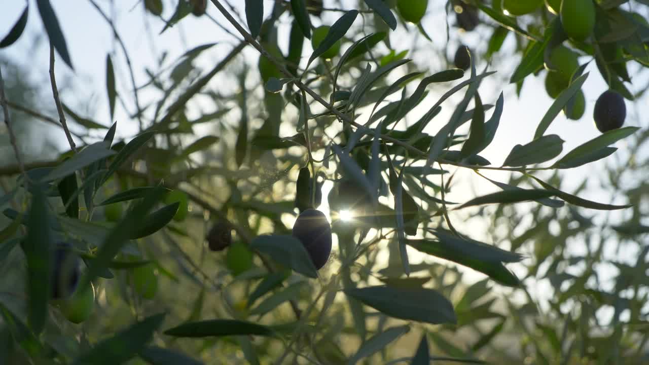 橄榄树与阳光的光束。橄榄的特写镜头。视频下载
