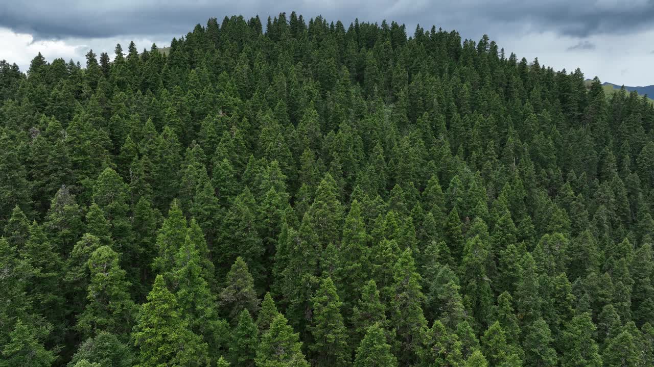 中国美丽的森林景观视频素材