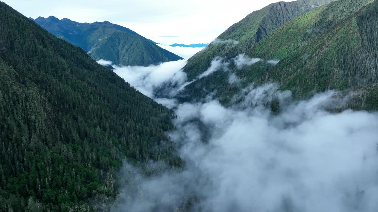 中国美丽的高海拔森林景观视频素材