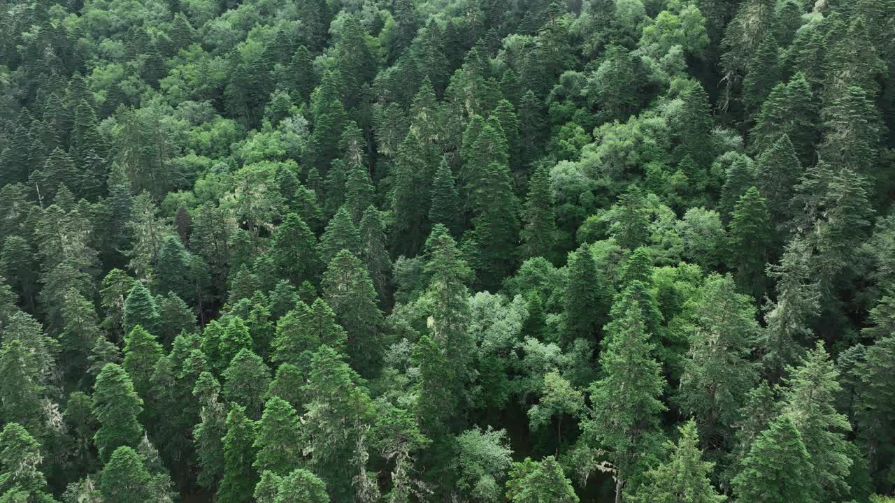 中国美丽的高海拔森林景观视频下载