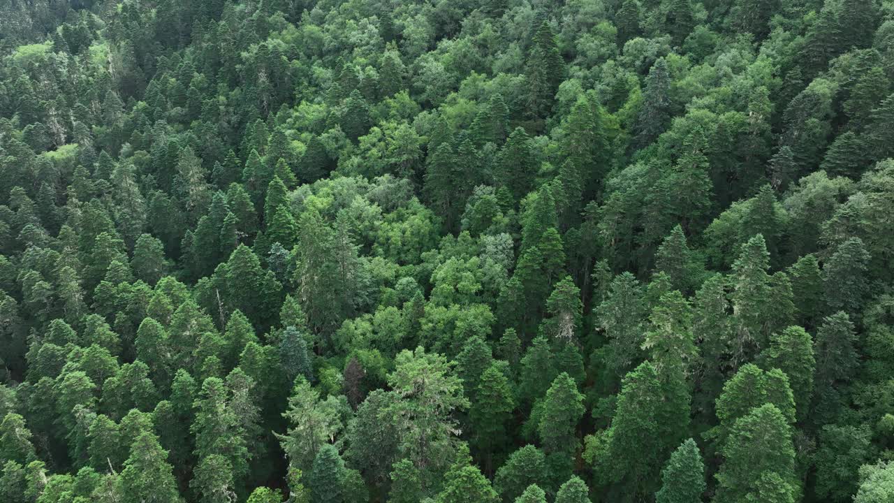 中国美丽的高海拔森林景观视频下载