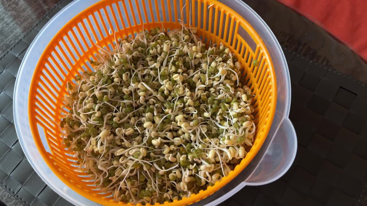Micro-greenery。发芽的绿豆、绿绿豆放在塑料盘子里放在桌子上。多汁的幼苗。素食者的健康食品。视频下载
