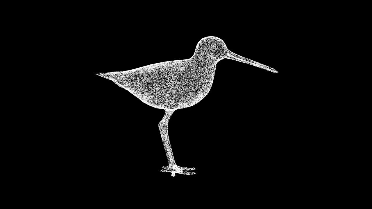 3D Wagtail在黑色背景上旋转。野鸟概念。一只美丽的鸟。商业广告背景。用于标题，文本，演示。3d动画60 FPS。视频下载