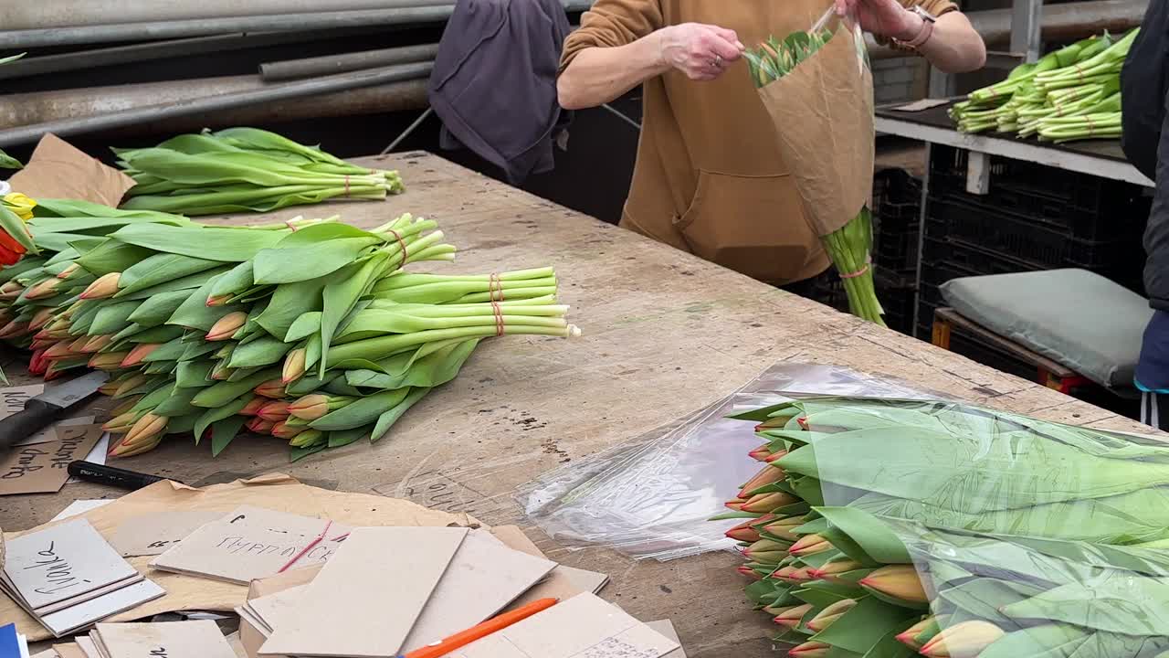 花圃员工流程精选新鲜郁金香，精心包装交付客户。视频下载