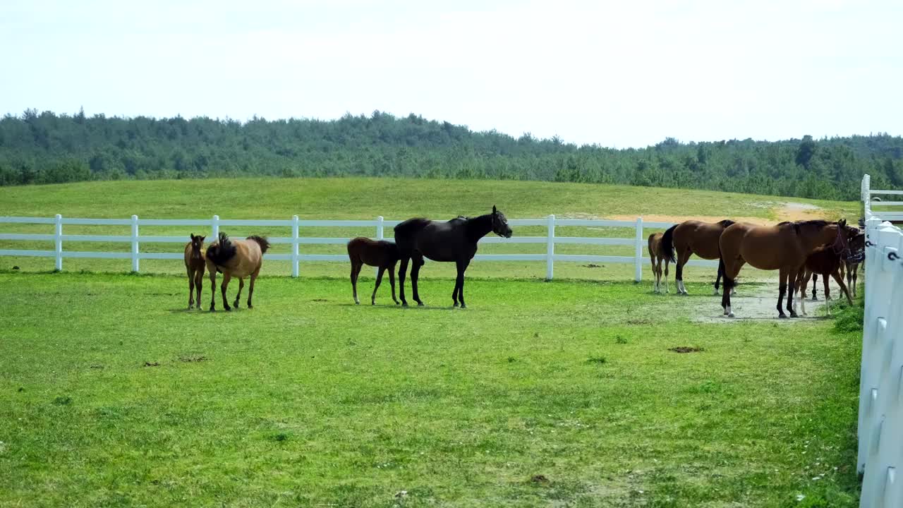 马场里的母马和小马驹。赛马繁育。视频下载