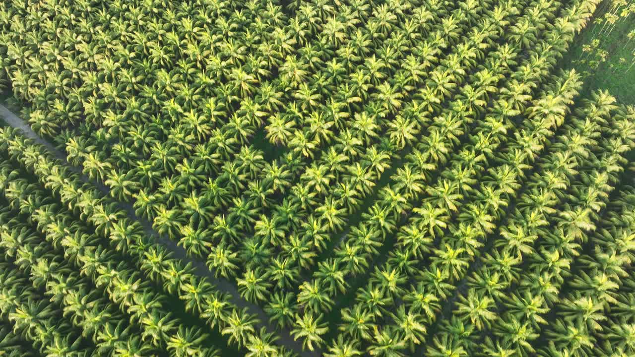 椰子树田野的航拍影像视频下载