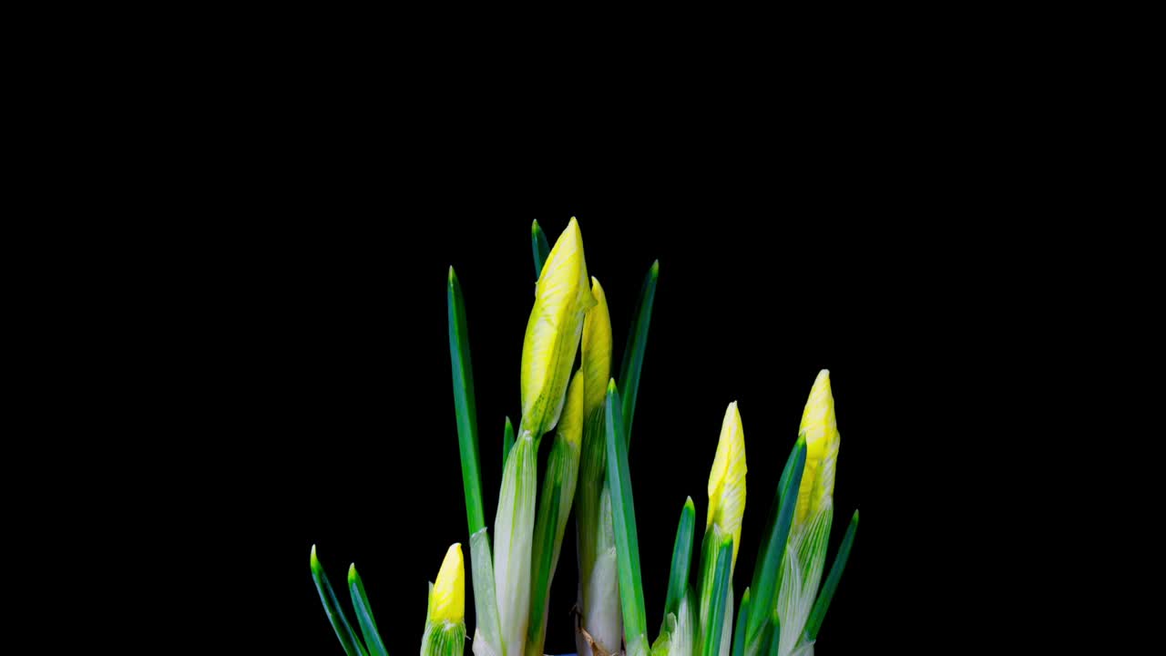 白色黄色鸢尾花开放芽在黑色背景上的时间推移。温柔的花朵盛开后会在时间的流逝中枯萎视频下载