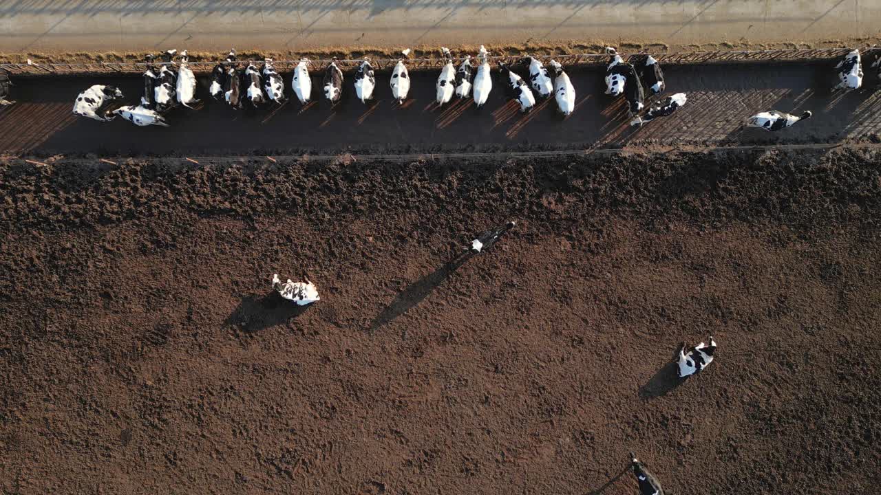 从上方俯瞰养牛场，鸟瞰饲养场的牛群视频下载