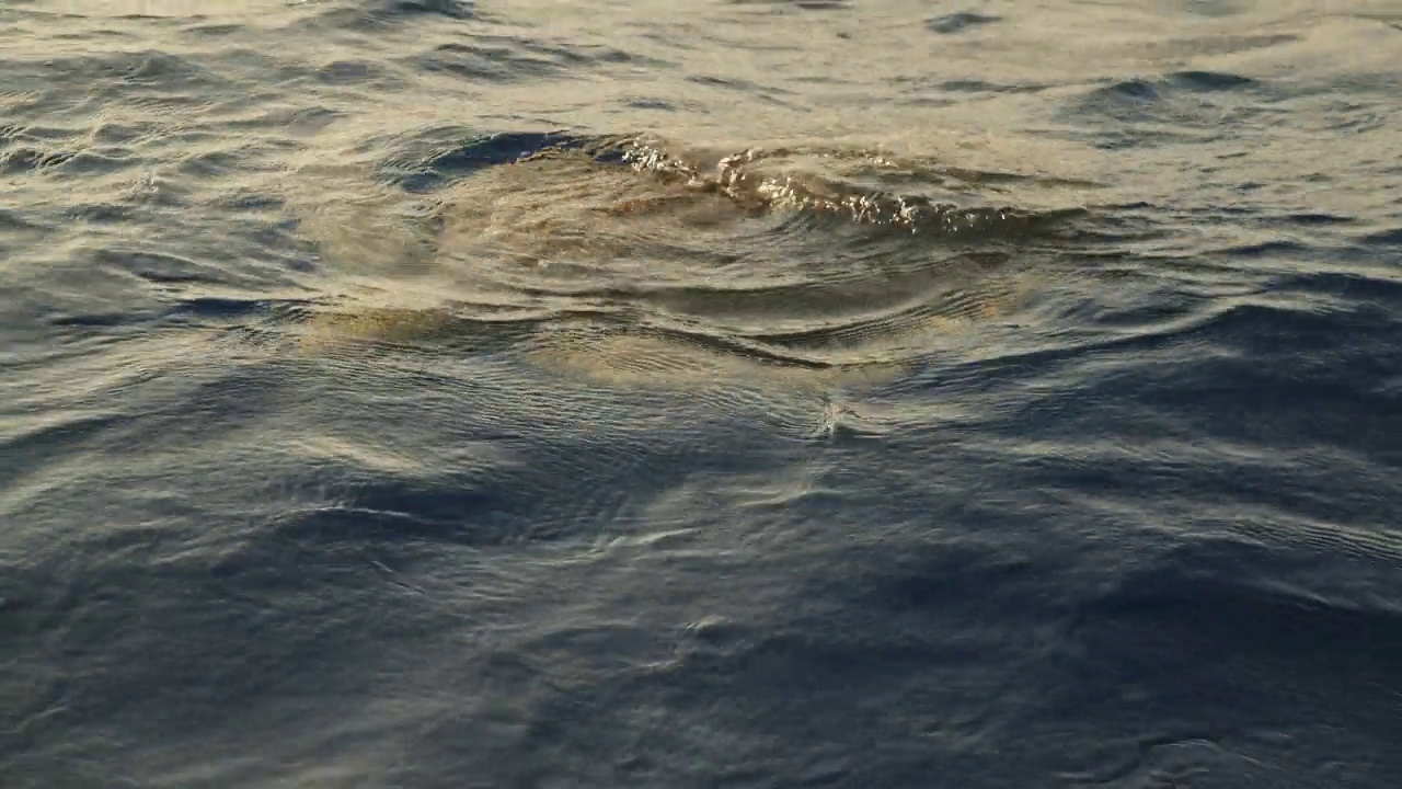 海龟在海面附近游泳/亭可马里，斯里兰卡视频下载