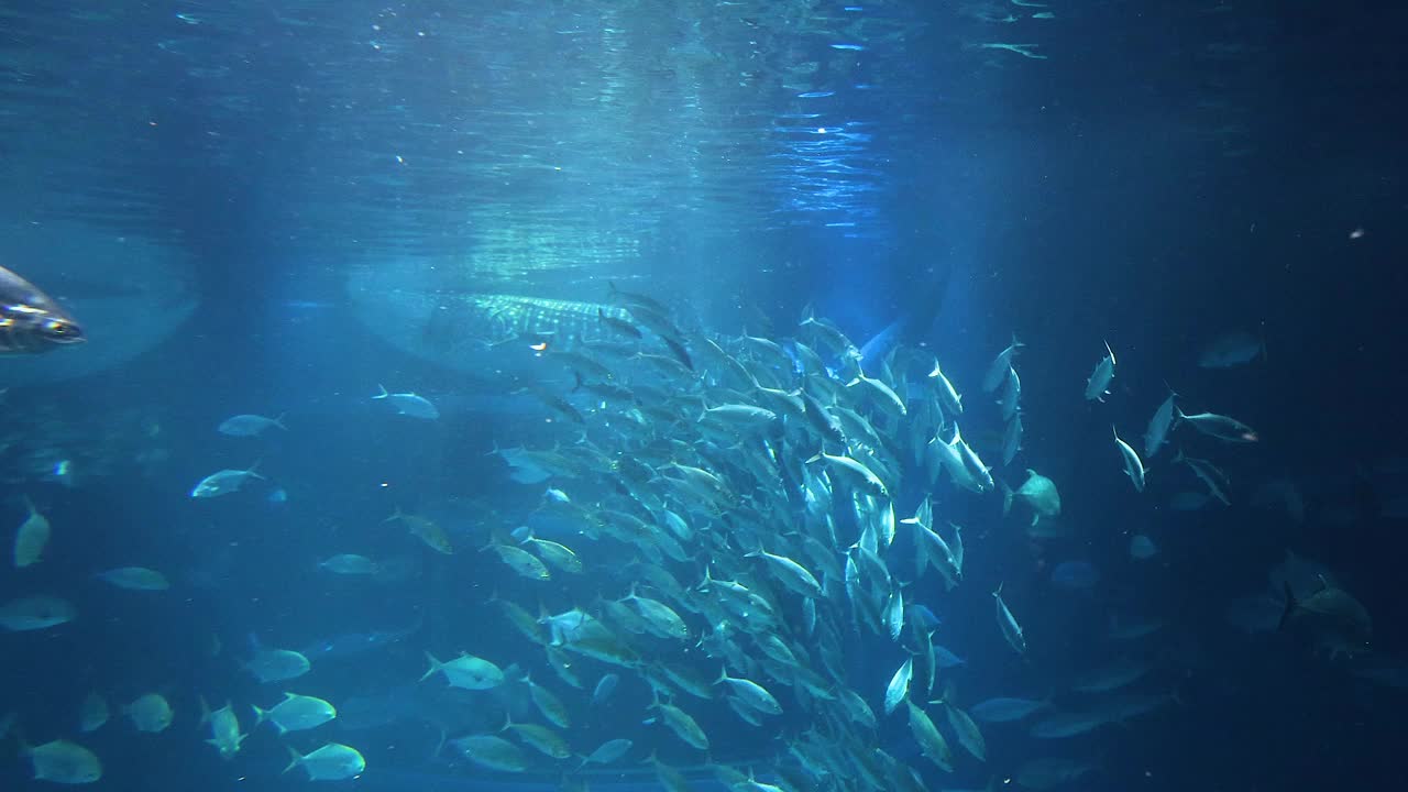 海洋生物的水下舞蹈视频下载