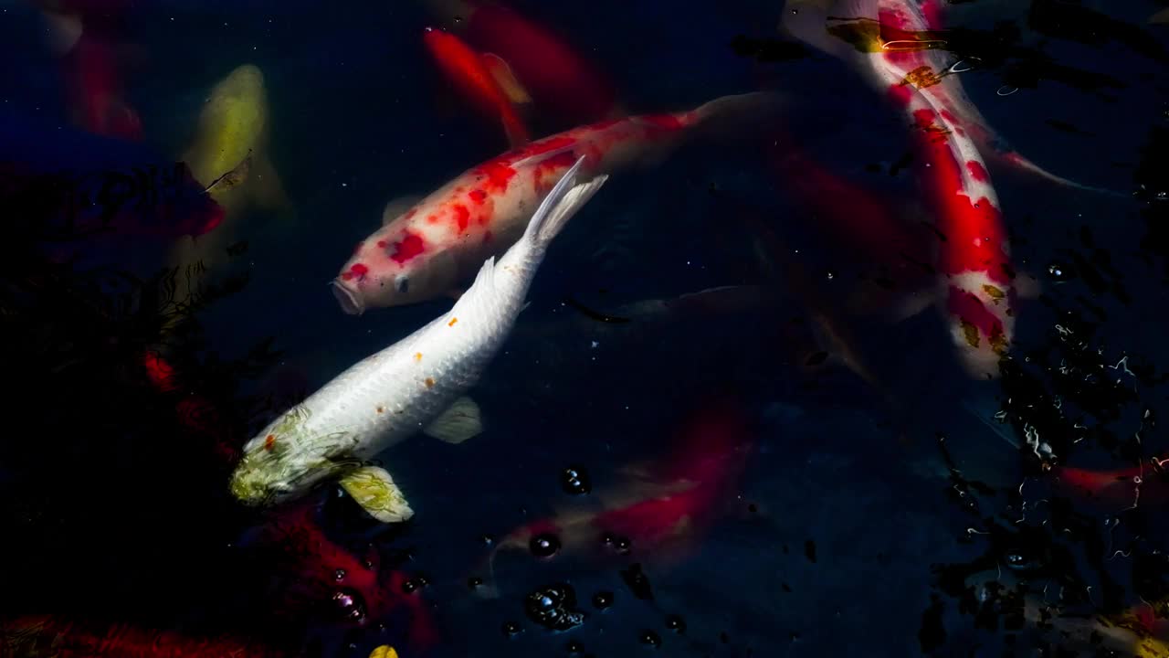 五颜六色的鲤鱼或锦鲤在池塘里游泳，视频下载