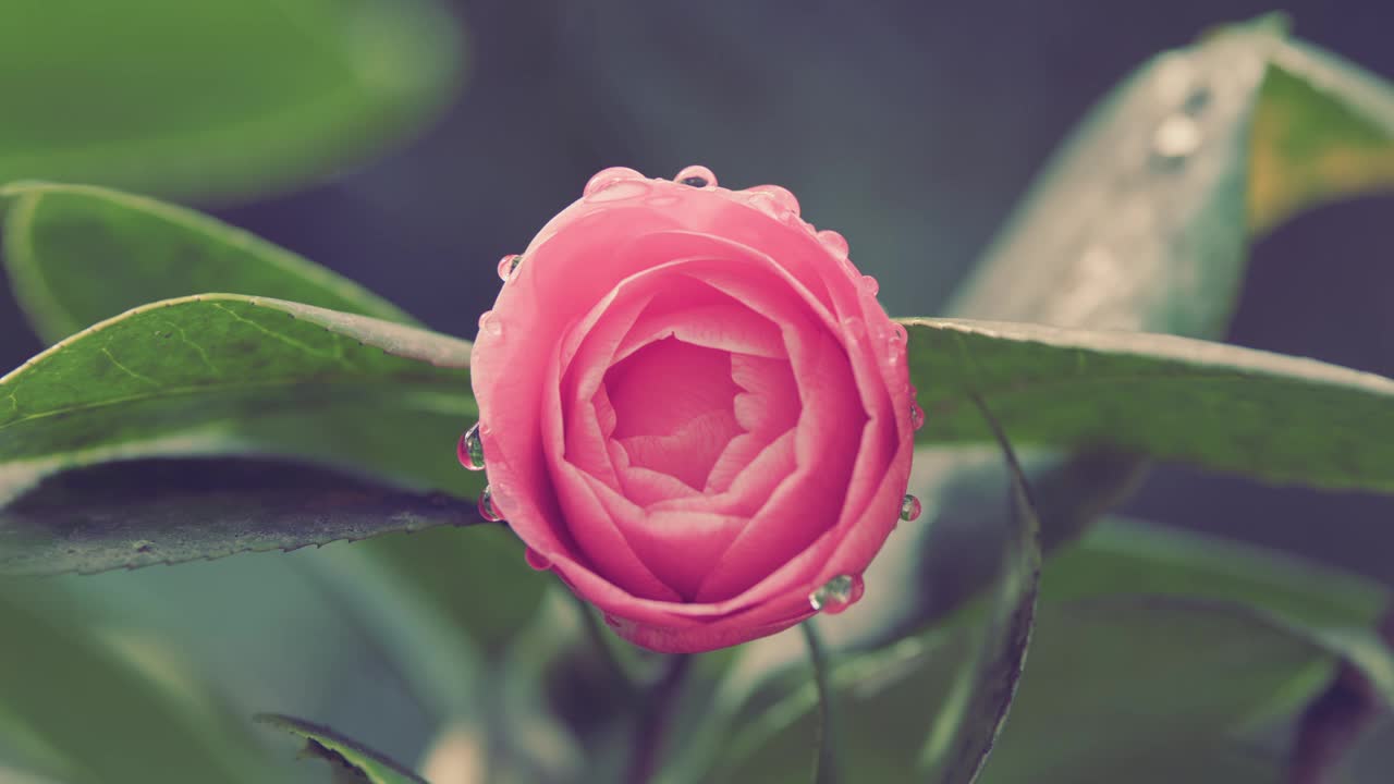 开花的日本茶花。粉色山茶花。四月黎明的腮红。美丽的粉红色山茶花。视频下载