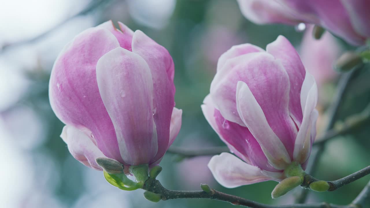 盛开的粉红色玉兰花蕾在树枝上。城市公园里春天的花朵。视频下载