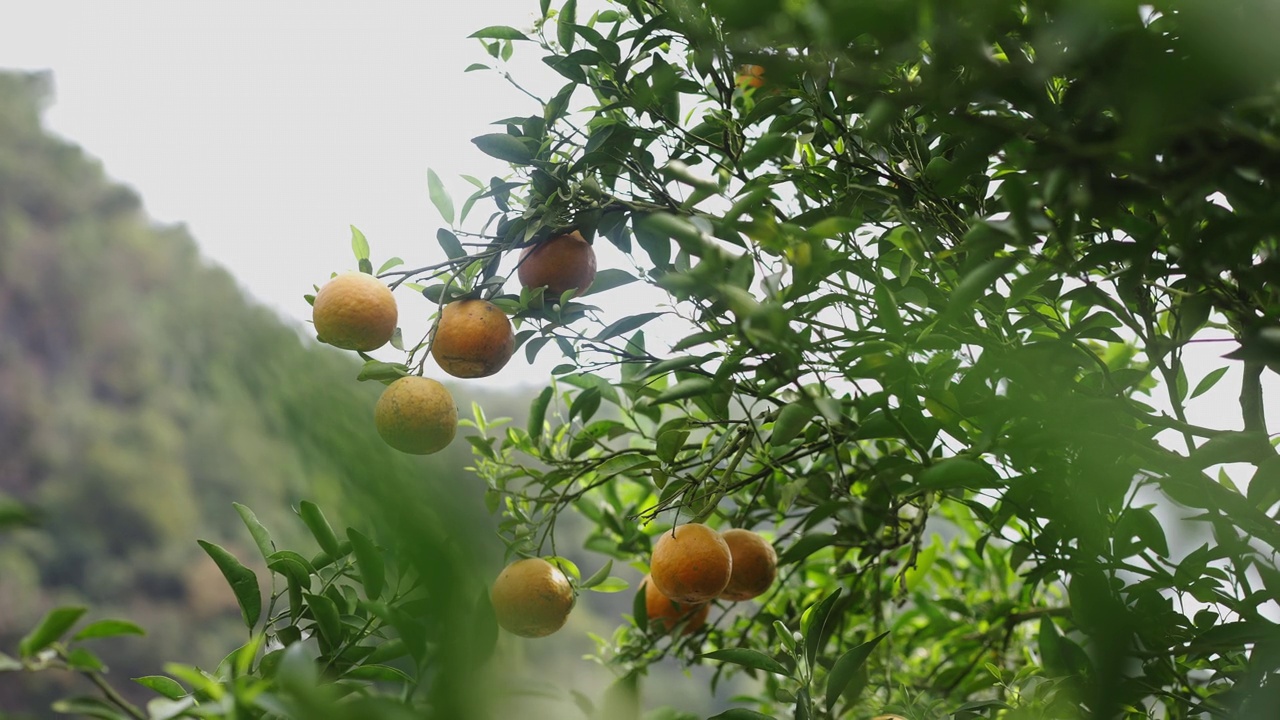 在郁郁葱葱的果园里，一颗成熟的橘子在绿叶的映衬下显得格外显眼。视频下载