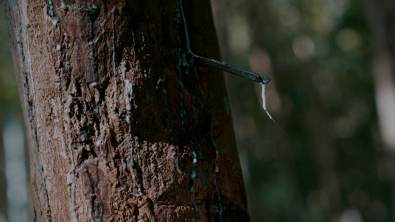 橡胶树(Hevea brasiliensis)的乳胶正流向橡胶树种植园的桶中视频素材