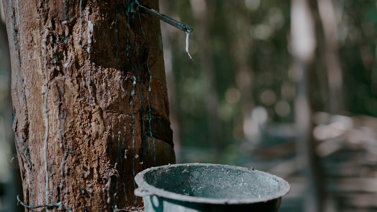 橡胶树(Hevea brasiliensis)的乳胶正流向橡胶树种植园的桶中视频下载