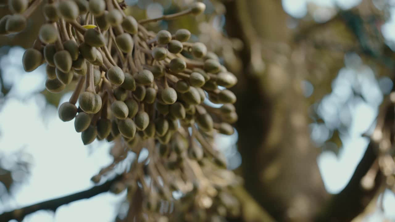 一群即将开花的榴莲花挂在榴莲树上的树枝上视频下载