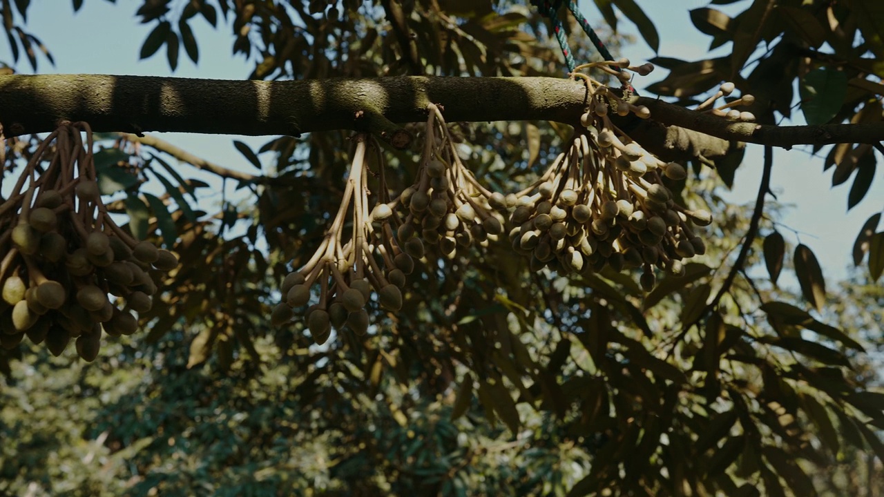一群即将开花的榴莲花挂在榴莲树上的树枝上视频下载
