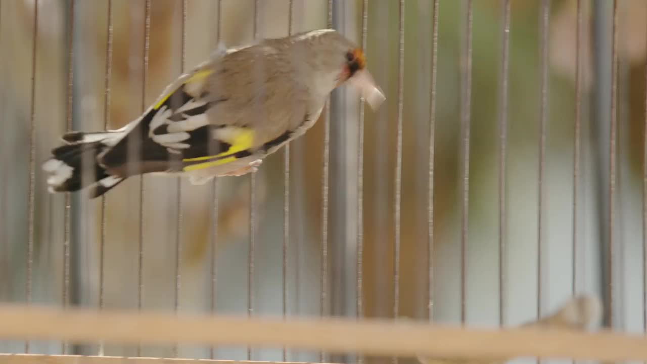 鸟笼中的小鸟特写。4 k视频素材