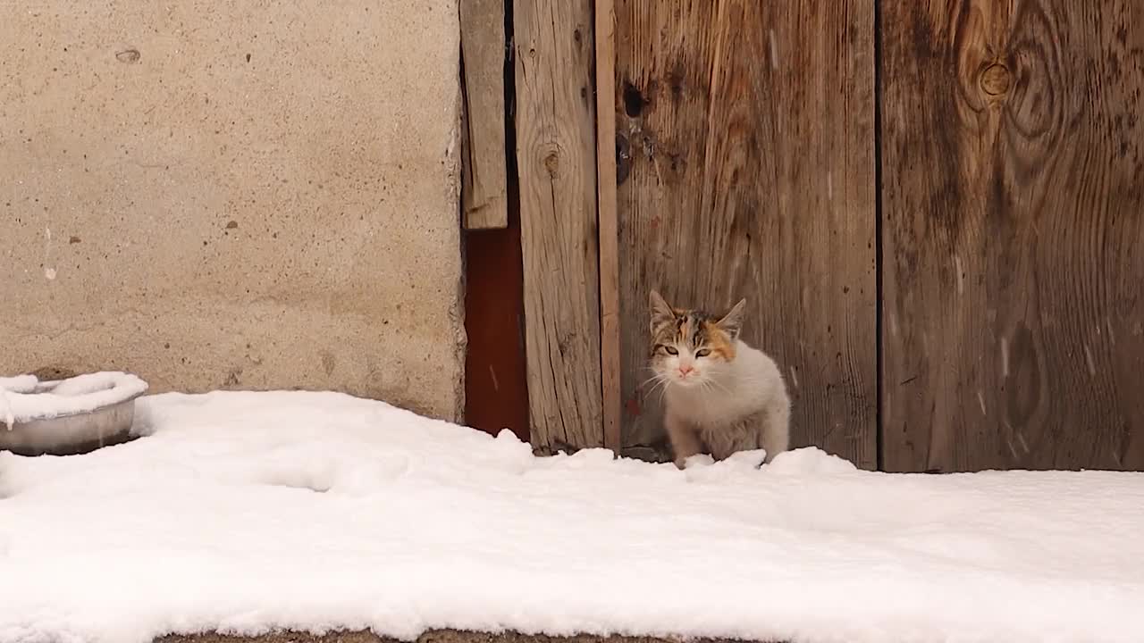 雪中流浪猫。饥饿的猫在冬天-50°C。寒冷天气里流浪的猫。猫感到冷，悲伤的景象。小猫需要被收养。街上有宠物，宠物。城市野生动物视频下载