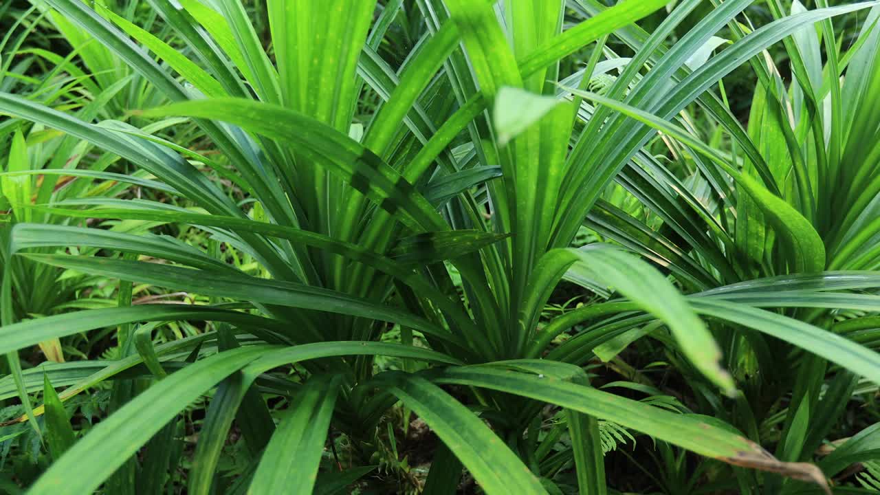 香兰叶生长在热带森林中视频素材
