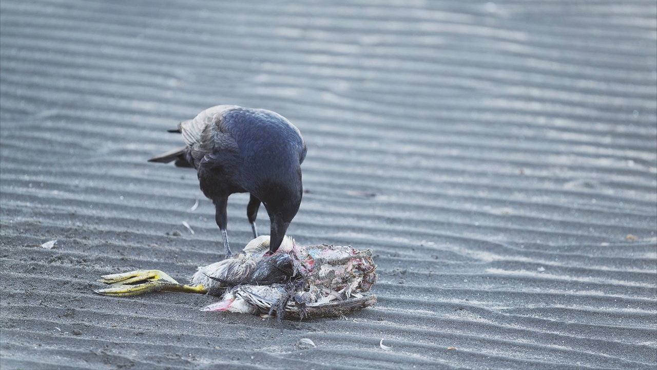食腐乌鸦在吃一只死鸟视频下载