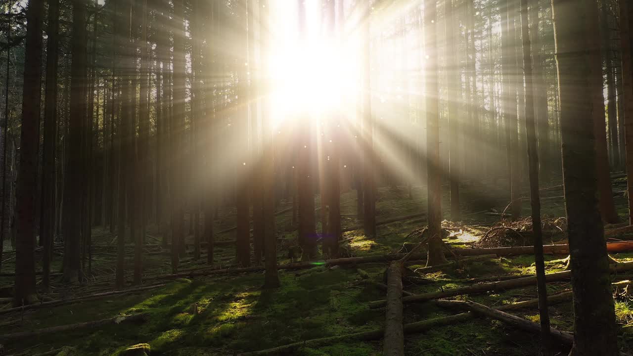 阳光和萤火虫在童话树林里闪耀。视频下载