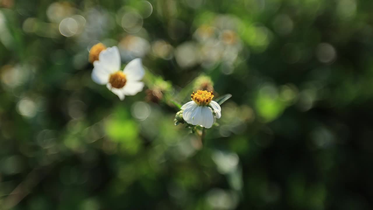 美丽的白色小蔷薇花盛开在大自然中视频下载