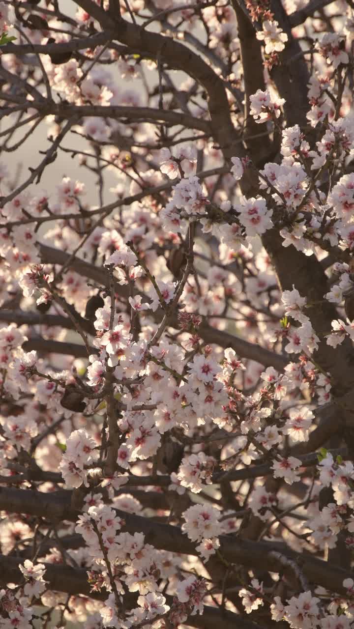 杏花树。4 k垂直视频下载