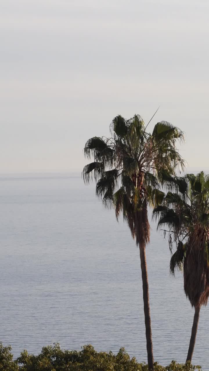 宁静的夜晚，棕榈树和大海。4 k垂直视频下载