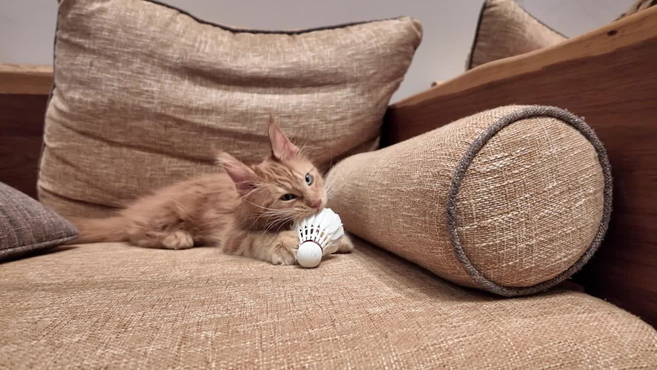 沙发上那只漂亮的姜黄色缅因猫视频下载