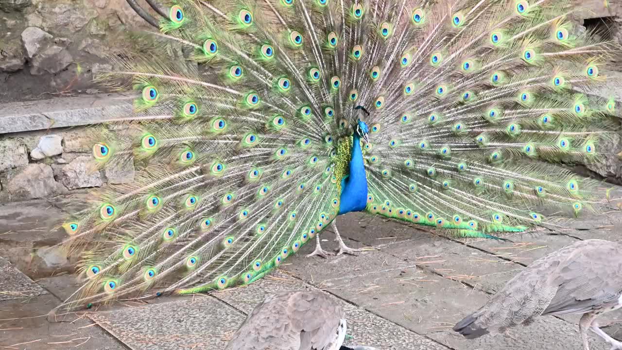 蓝孔雀是一种属于孔雀科的鸟视频下载